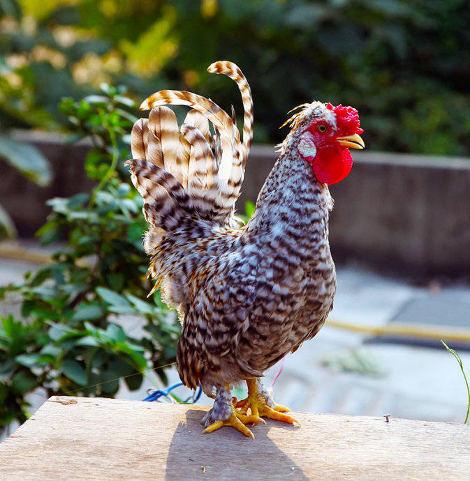 原创生肖鸡惊天动地11月份会发生这么多事