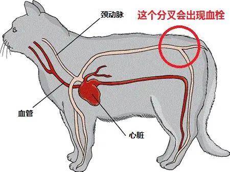 玫斯科普丨猫血栓发作到死亡仅6小时!_猫咪- 全网搜