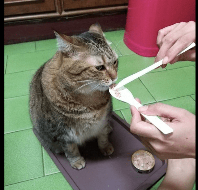 猫咪自己不吃饭,而是要让主人一口一口地喂它,还一脸地不高兴?
