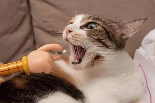 玫斯科普丨猫血栓发作到死亡仅6小时!_猫咪- 全网搜
