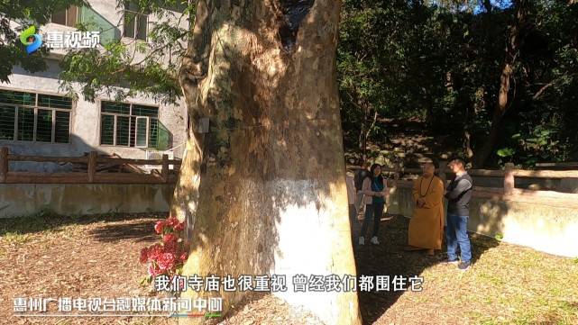 惠州最老古树：罗浮山“人面子”树 历经千年仍生机蓬勃