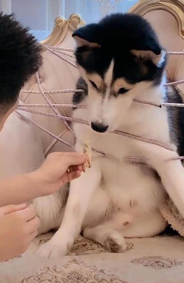 烧鸡男子在吃烧鸡，老婆感到奇怪，二哈怎么没来抢？镜头一转笑喷了！