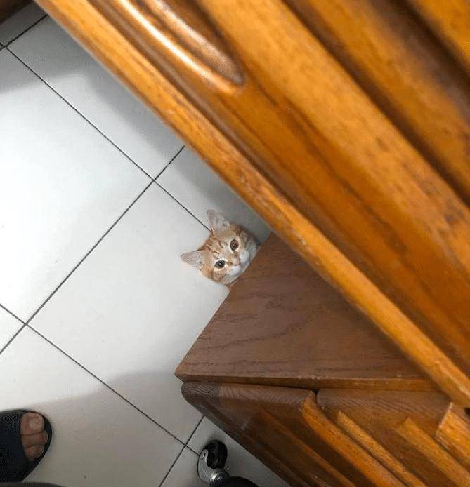 原创网友一打开电脑就看到猫躲在桌子底下露出头盯着它心里好发虚