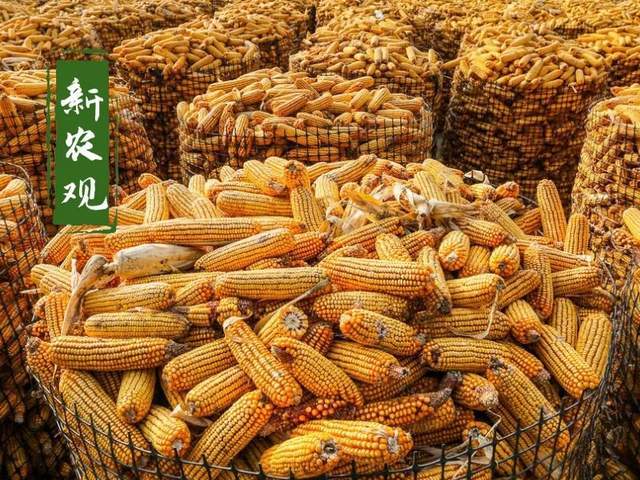 企业|复杂的玉米！东北还在观望，山东已经乱套！咋办？别急，雪还要来