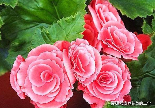 养花土 不会消毒 教你 3招 病菌小虫全消灭 试试吧 土壤