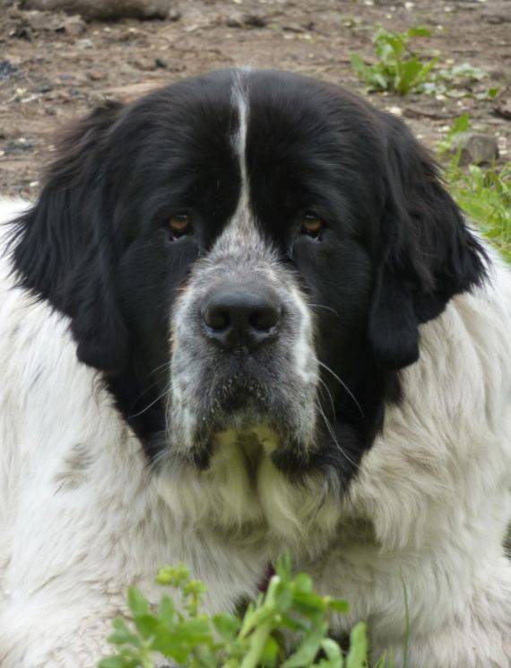 患癌圣伯纳犬即将安乐死,主人希望狗狗再踏雪地