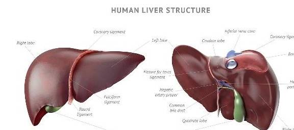 蔬菜|肝脏不好的人,如果有这3个信号,可能是肝在向你“呼救”