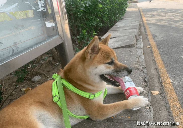 柴犬受伤柴犬流浪街头，走丢5天后，主人却被蒙在鼓里，家人没告诉他