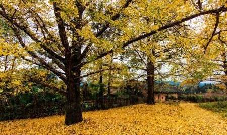 桂林一绝美的景点：每年11月才出现，被称为童话里金色的海洋