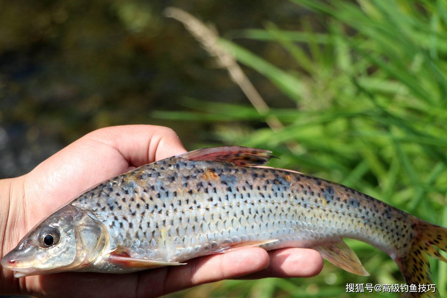 屬於鯿魚的一種,又名長春鯿,和武昌魚長得非常像.