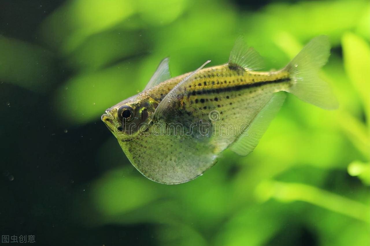 世界最深的海底，藏着啥东西？探索海底一万米的海洋生物_体长
