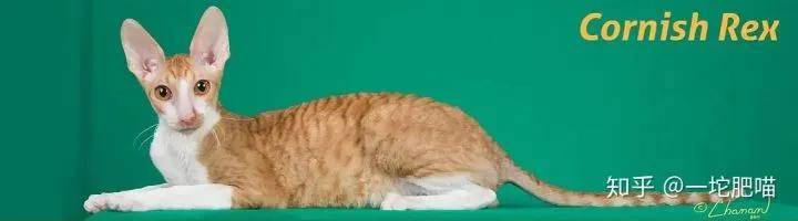 因为如何做猫舍│猫品种的选择