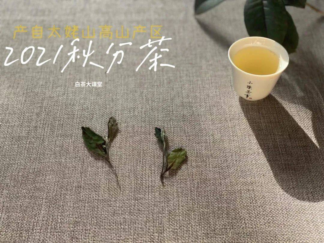 知识科普|同是茶具，为什么盖碗和紫砂壶泡白茶，滋味差别这么大？