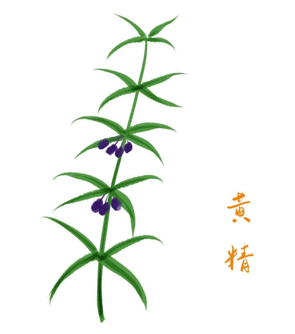 且每天不宜超过30克,使用后,一旦出现胸满气闷,即应停服.四大仙草