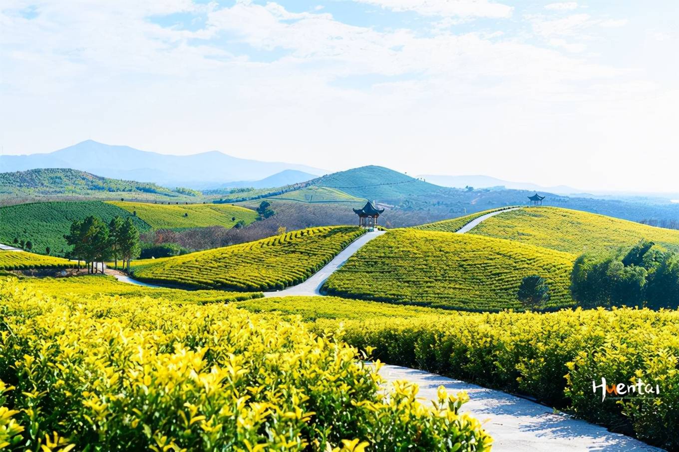 安徽的冬天并不明显,冬日茶田黄灿灿的,像是春天的风景_郎溪县