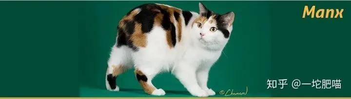因为如何做猫舍│猫品种的选择