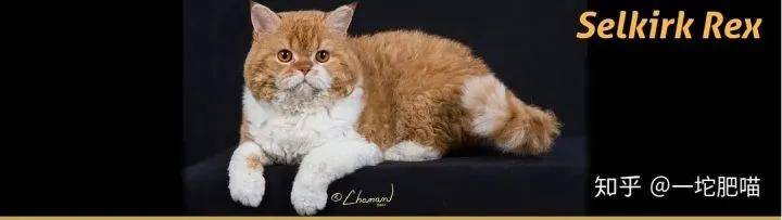 因为如何做猫舍│猫品种的选择