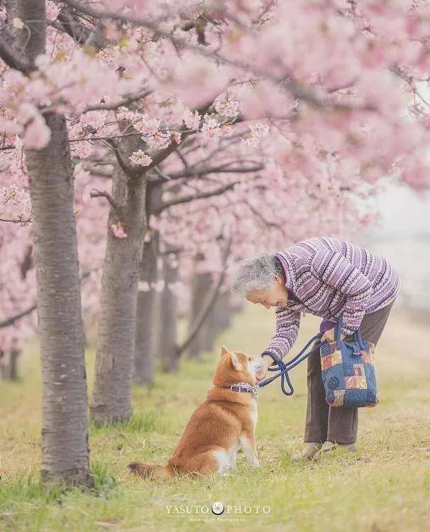 櫻花樹下87歲的奶奶和柴犬暖哭14萬網友歲月靜好亦當如此