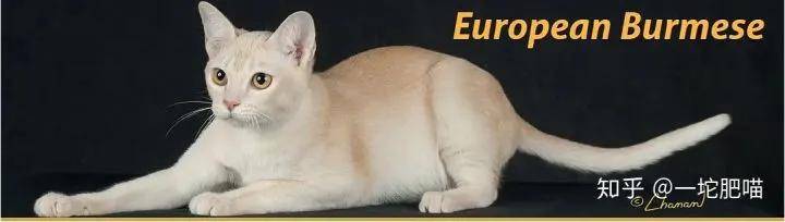因为如何做猫舍│猫品种的选择