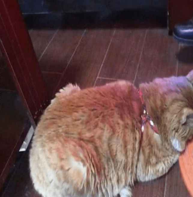 猫蜷缩在暖炉旁一动不动，主人喊它起来喝水，抬头一看笑疯了_猫咪