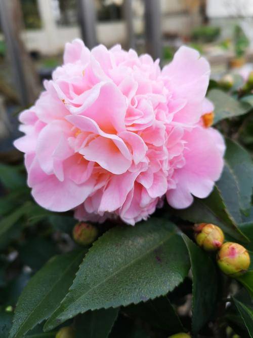 香妃茶花品种有什么特点 适合室内养吗 香味 香妃茶花品种有什么特点 适合室内养吗 香味