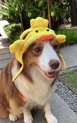 玩具嫉妒使狗狗面目全非！