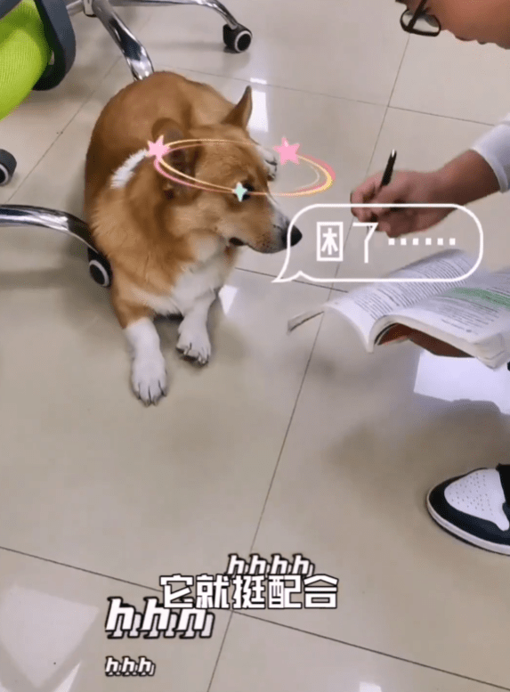 无可男生给误入教室的柯基讲课