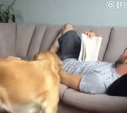玩具嫉妒使狗狗面目全非！
