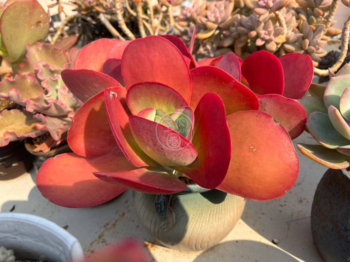 唐印的养护攻略如何养殖掌握这几步骤秒变大神