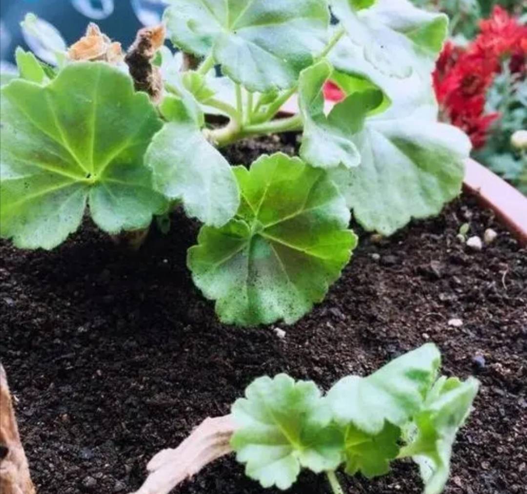 家庭养花 收集5种材料做花土 养啥花都旺 叶土