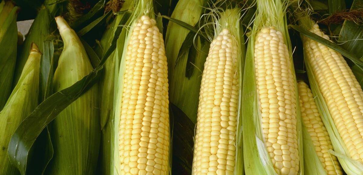 方法|保存玉米很簡單，教你正確方法，玉米久放依舊新鮮，味道好吃如初