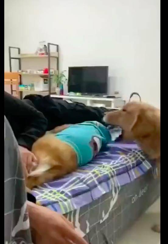 因为柯基躺在主人的旁边，却被金毛给硬生生拽了下来，嫉妒心好强