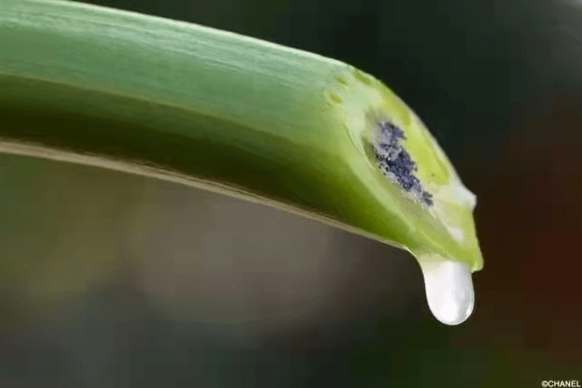植物如何遵循肌肤生物节律？来看看香奈儿奢华黑金系列是怎么做的吧～