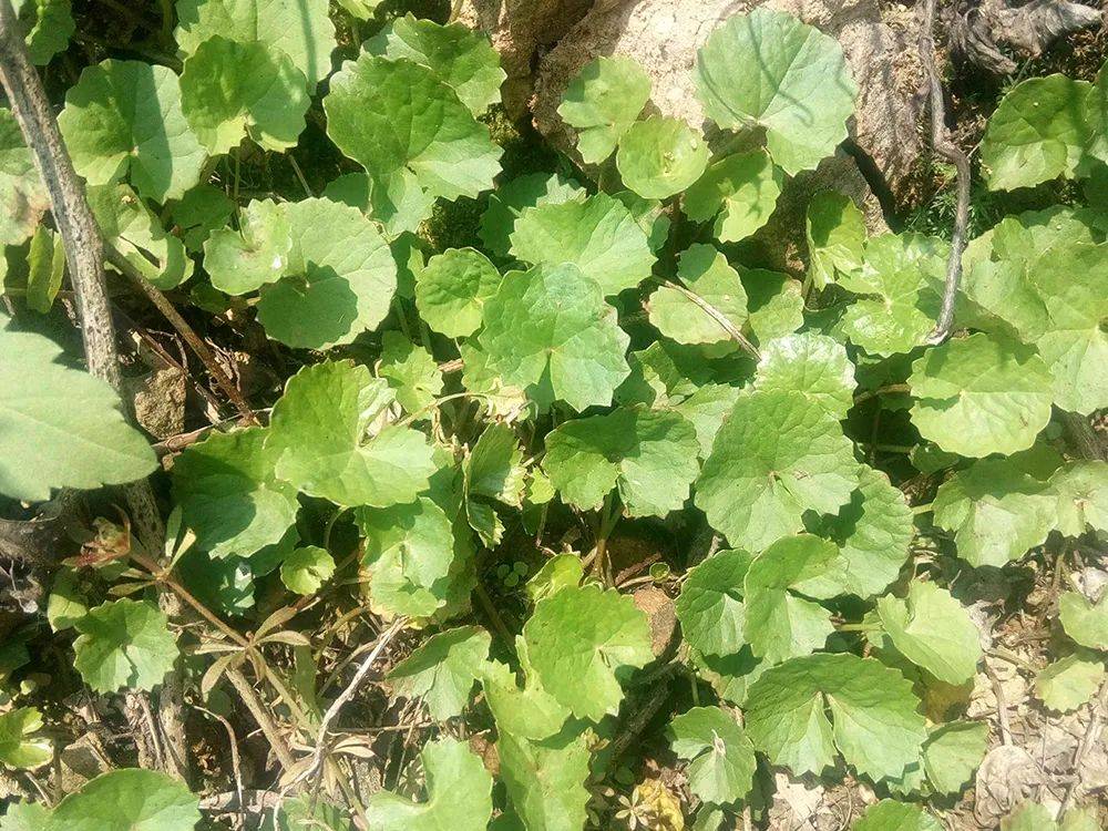 农田边常见,儿时常挖去卖钱,俗称"雷公根",是民间肝炎良方_野草