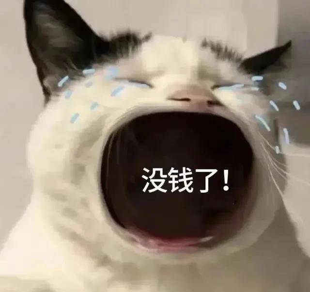 猫咪张大嘴哭表情包全集