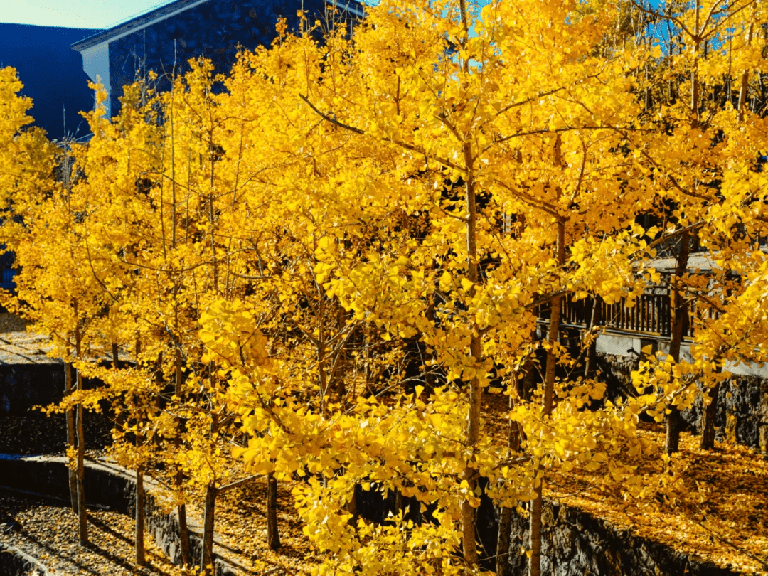 那叶|银杏叶黄时，你应该在我身边