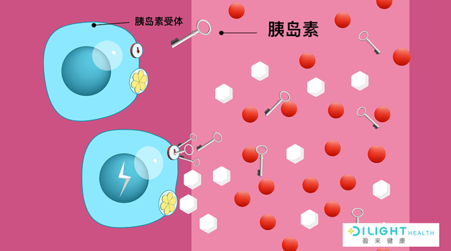 那么,理论上来讲,任何措施,只要能改善胰岛素抵抗和胰岛功能受损,均可