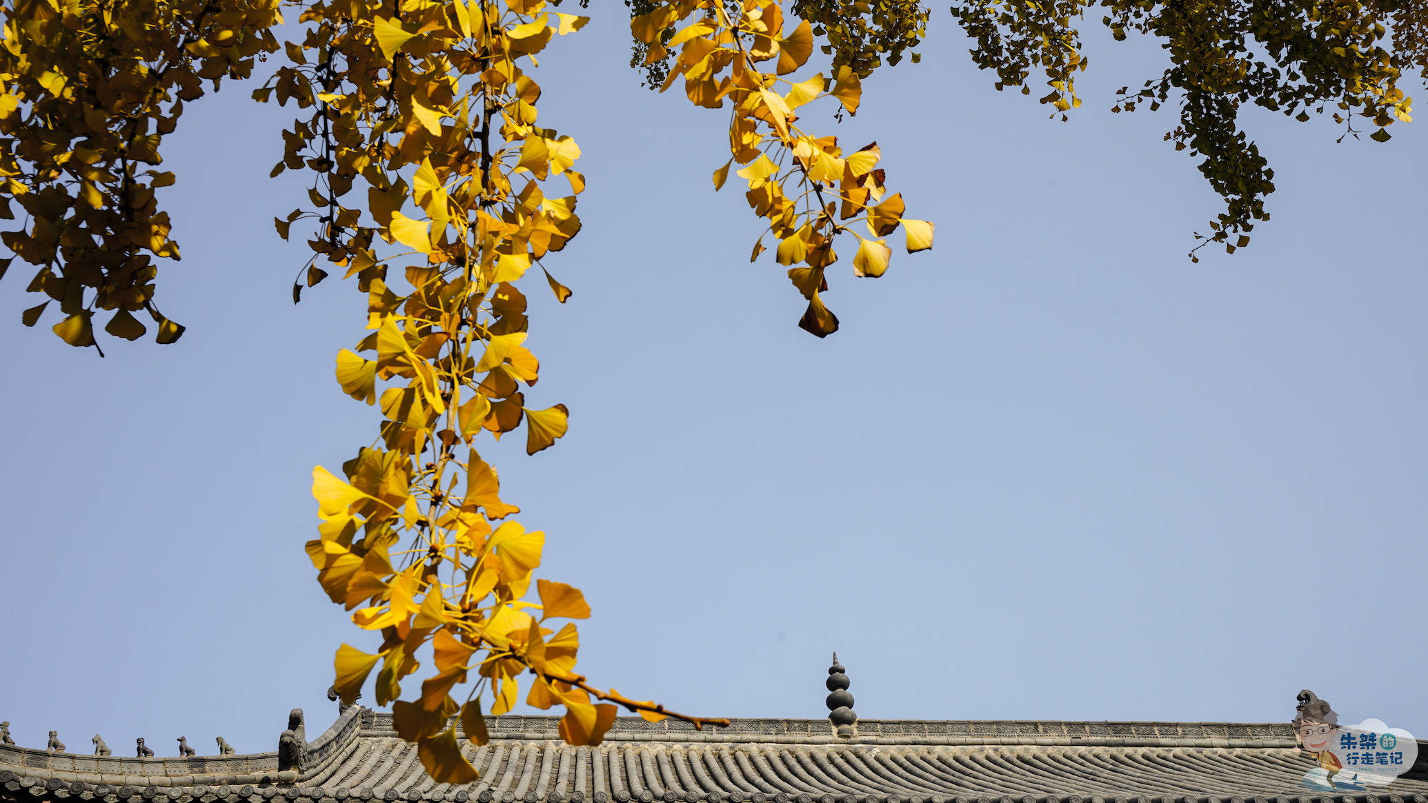 禅寺|安徽最美银杏观赏地，1300年银杏惊艳世人，曾为国家级博物馆所在地