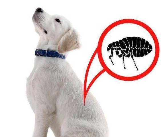 狗狗呼吸急促,咳嗽不止,这可能就是体内含有心丝虫和弓形虫症状2:狗狗