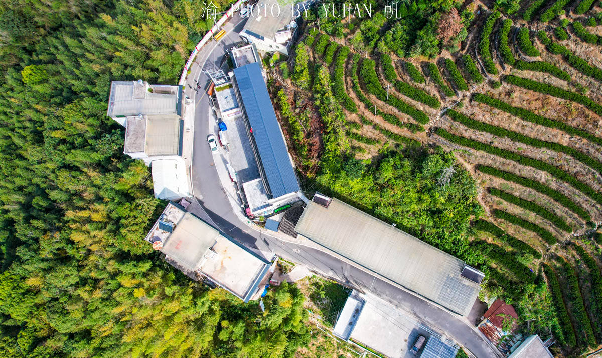 叶子而|藏在粤东大山里的世外桃源，形如山中半岛，村民因一片叶子而致富