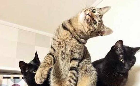 猫咪给猫咪拍照，戏精狸花猫卖萌抢镜，黑喵：认识这二货好丢猫啊！