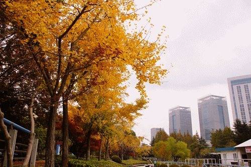 景美人少还免费！来浦东这个小众打卡地赏秋吧