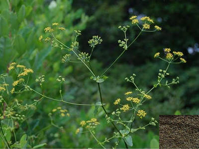 抗日战争中彭老总患病舍不得用好药请给我换一支柴胡