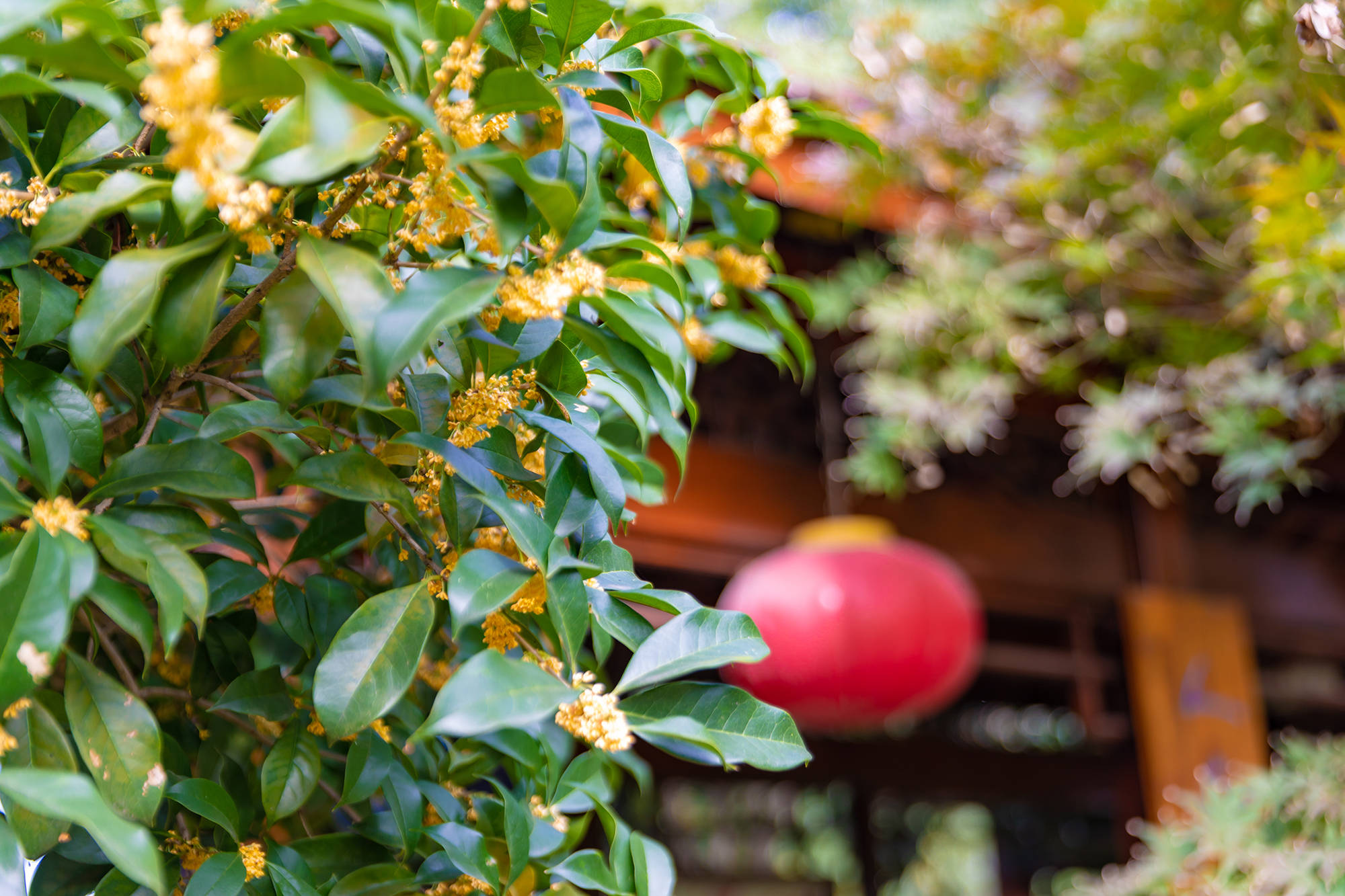 花香|闻香识江南，北桥桂花开