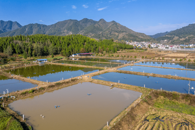 鲈鱼养殖产业区一角