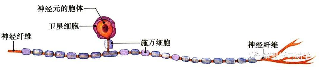 三 神经纤维和神经(一)神经纤维神经纤维是由神经元的长突起及包在它