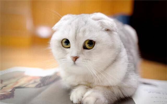 猫咪2021年上半年最多人养的6种猫咪，你最喜欢哪种？