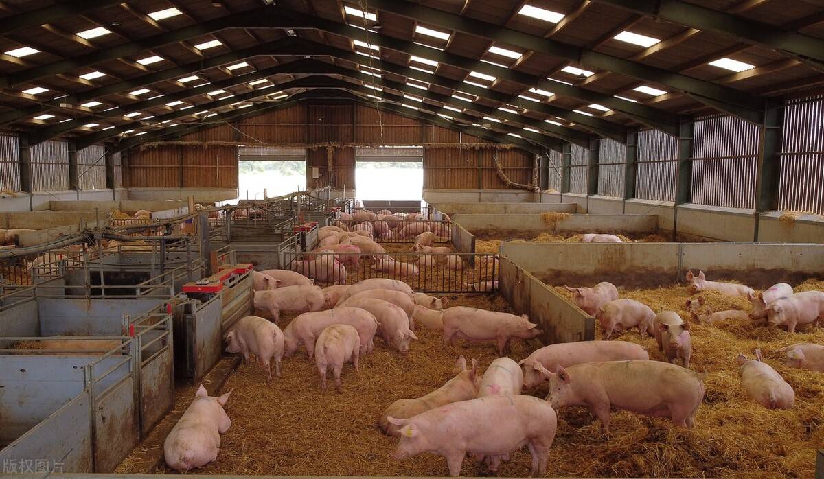 猪肉价格比菜便宜养猪企业集体覆没还会持续多长时间