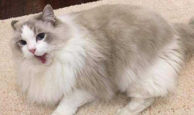 体重常见的6种宠物猫的标准体重，你家猫超重了吗？