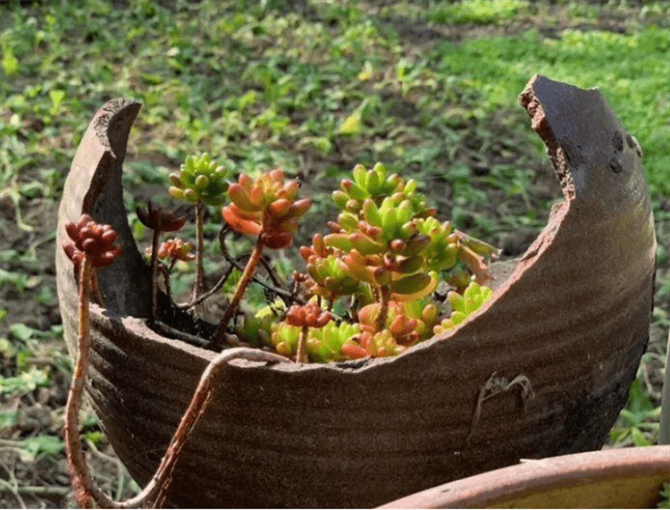 老式水缸能养什么植物?水里的,土里的,破成一片也能种出盆景来